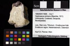 Foto (Objket + Etiketten) von Goniodromites bidentatus (Reuss, 1859) 